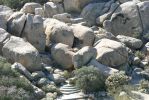 PICTURES/Desert View Tower - Jacumba, CA/t_Large Lizard4.JPG